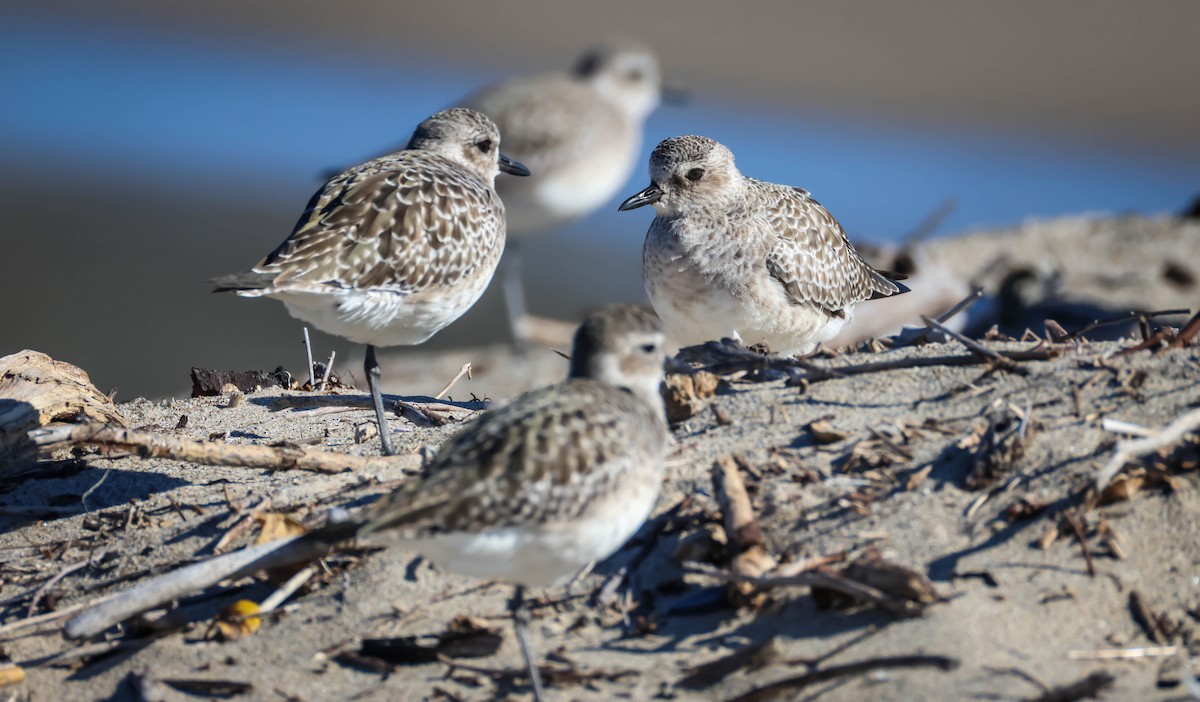 灰斑鴴 - ML645847529