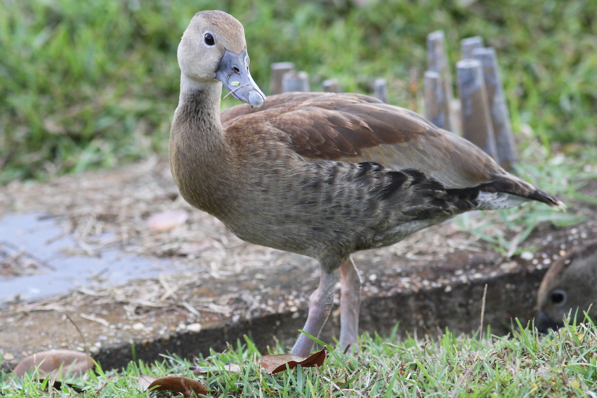 Kara Karınlı Islıkçı Ördek - ML645847533