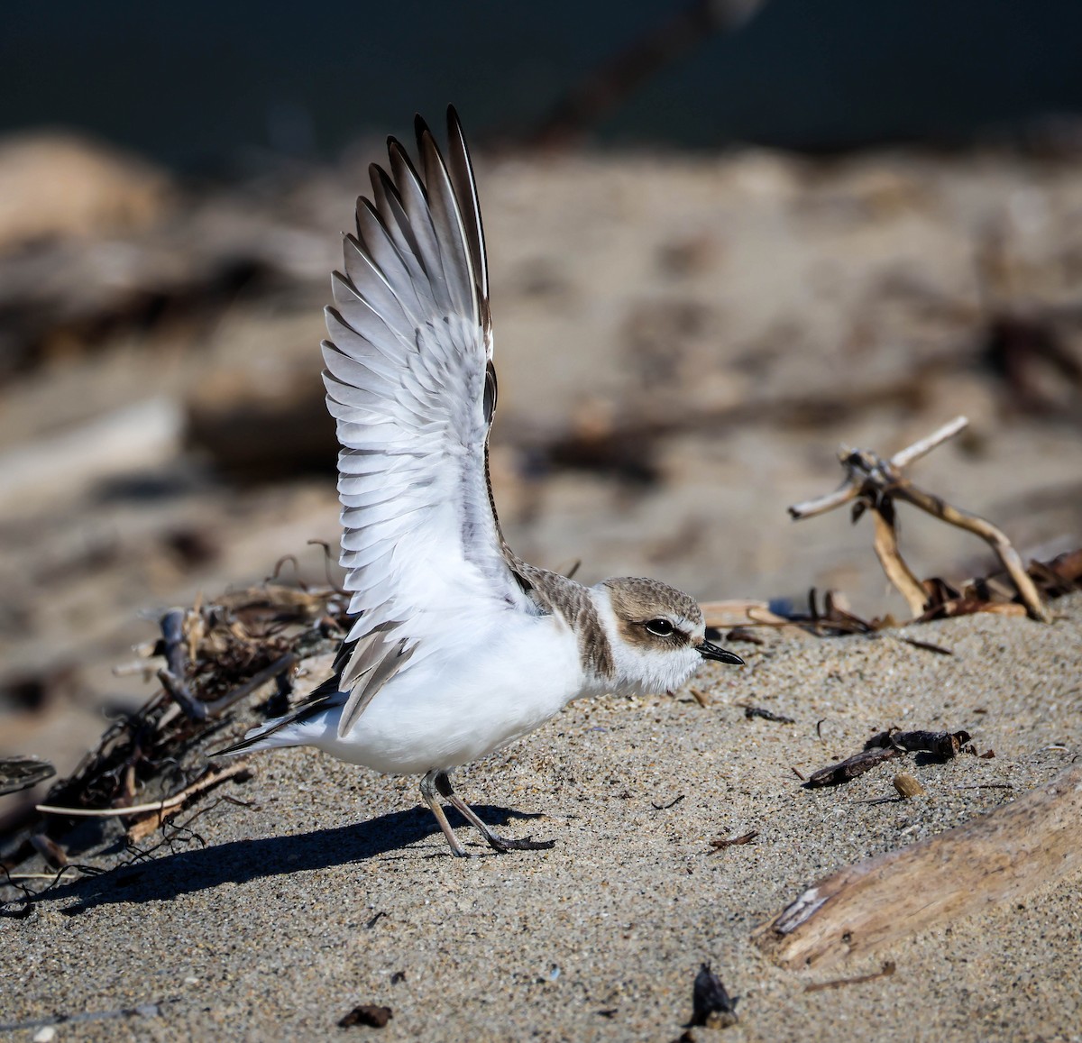 Snowy Plover - ML645847536