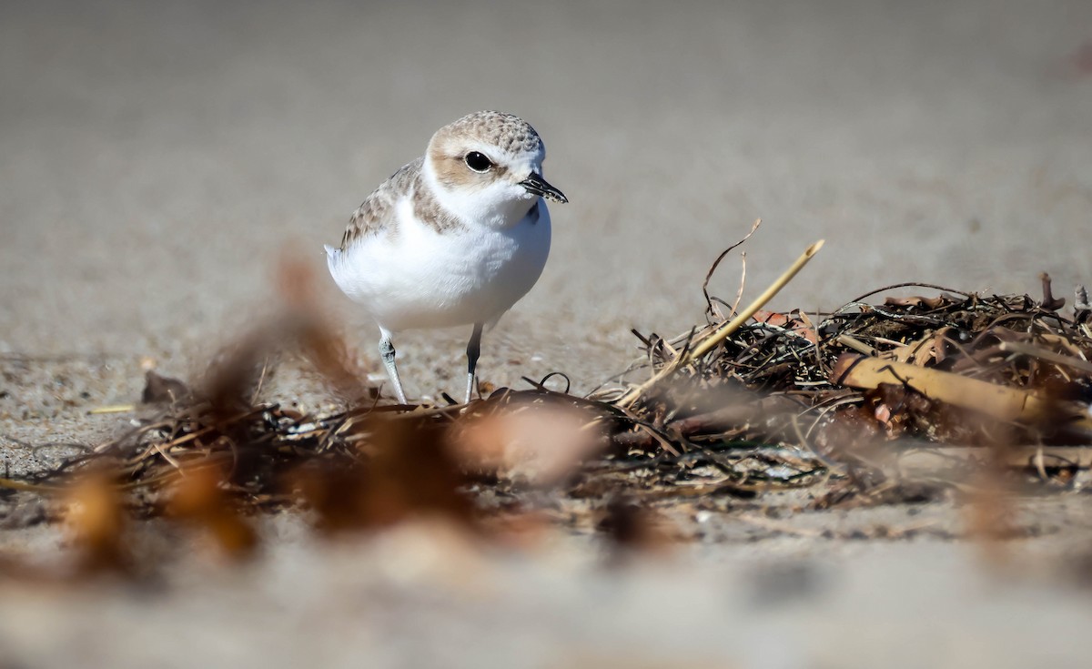 Snowy Plover - ML645847543