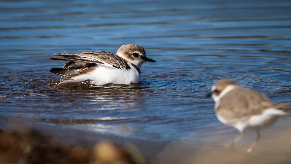 Snowy Plover - ML645847555