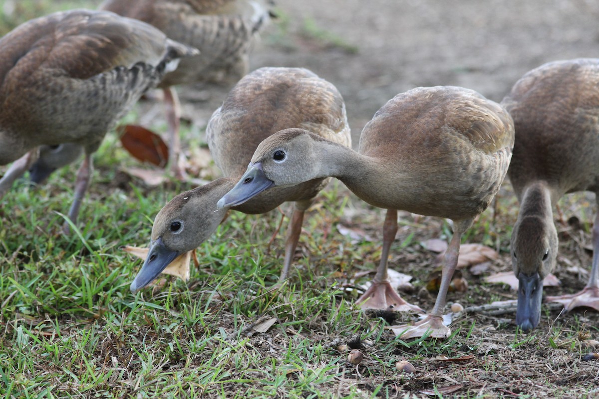 Kara Karınlı Islıkçı Ördek - ML645847556