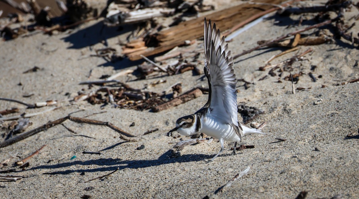 Snowy Plover - ML645847560