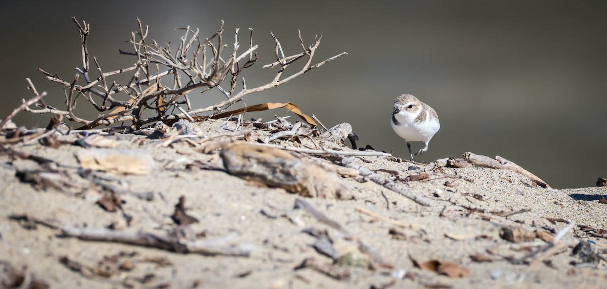 Snowy Plover - ML645847564