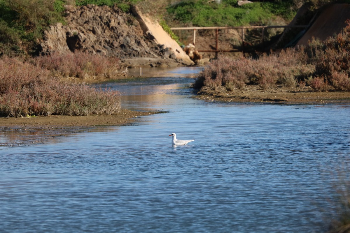 Mediterranean Gull - ML645847566