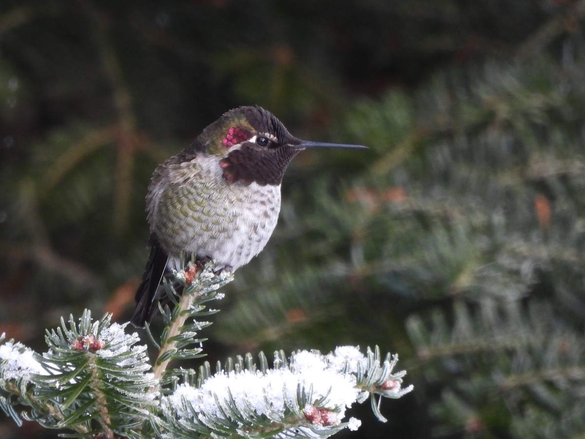 Anna's Hummingbird - ML645847567