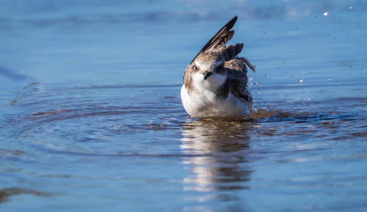 Snowy Plover - ML645847571