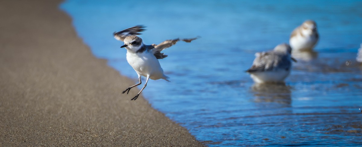 Snowy Plover - ML645847577