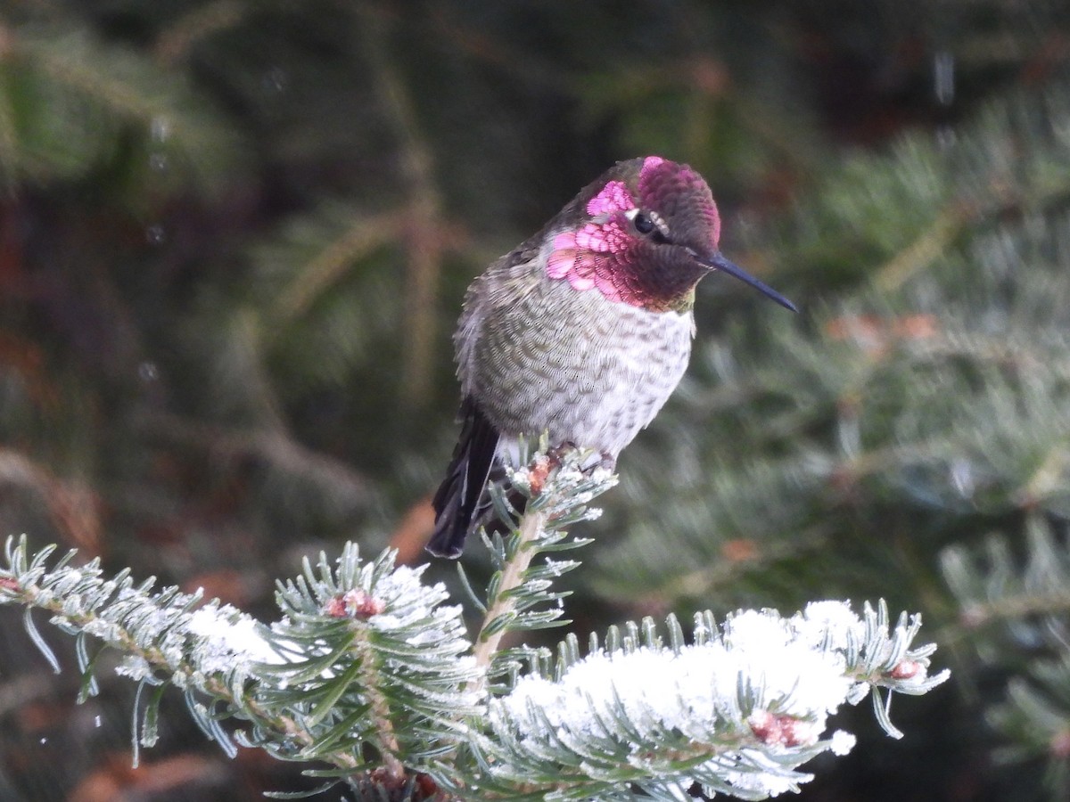 Anna's Hummingbird - ML645847578