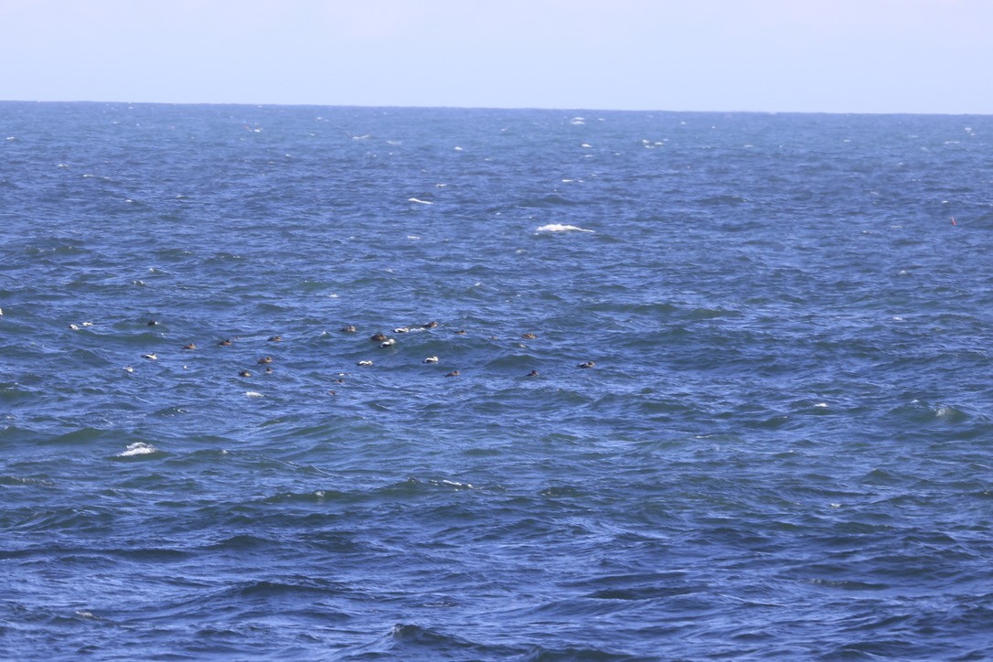 Common Eider - ML645847580