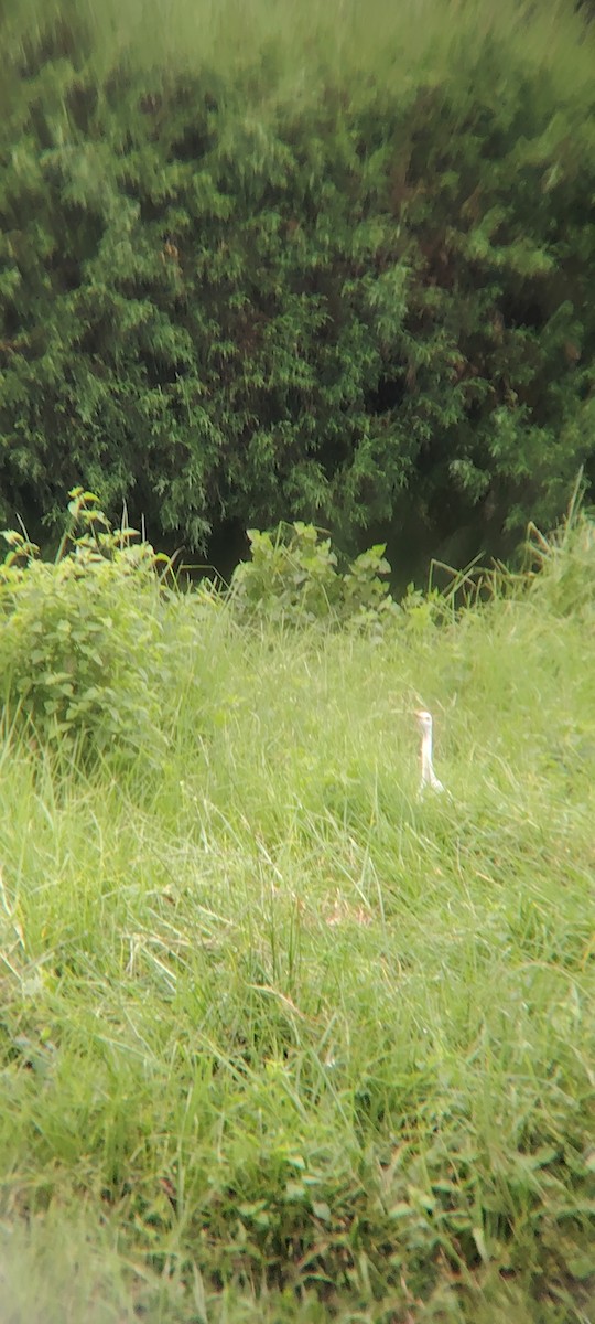 Western Cattle-Egret - ML645847582