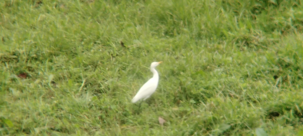 Western Cattle-Egret - ML645847583