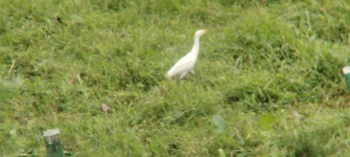 Western Cattle-Egret - ML645847584
