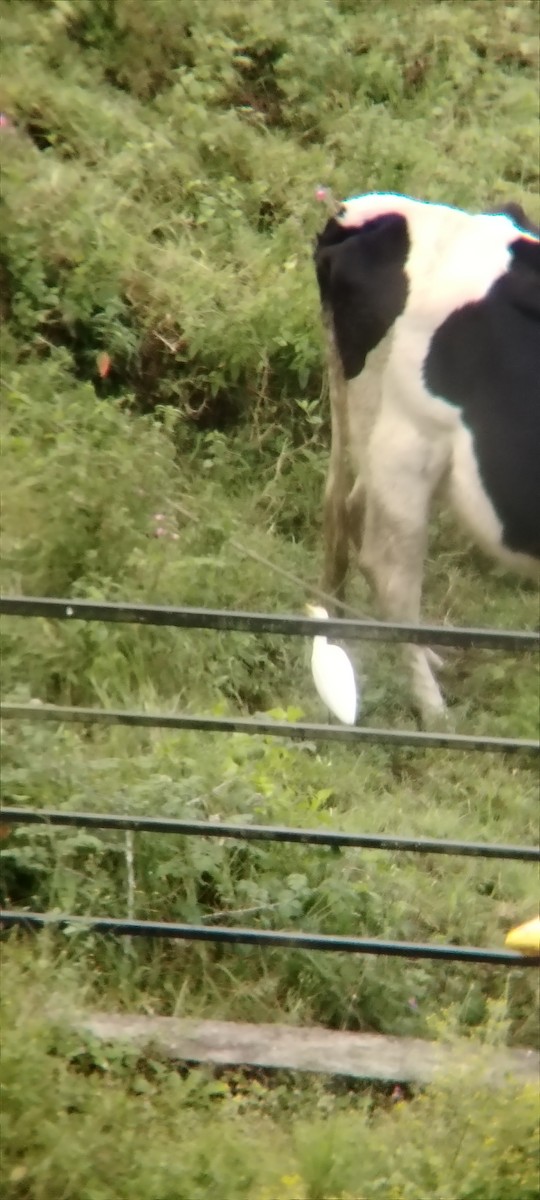 Western Cattle-Egret - ML645847585