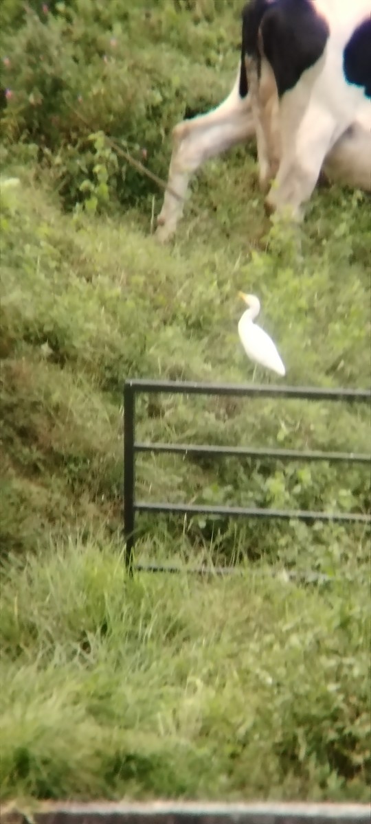 Western Cattle-Egret - ML645847586