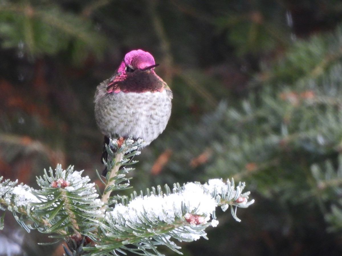 Anna's Hummingbird - ML645847589