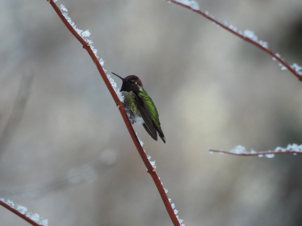 Anna's Hummingbird - ML645847598