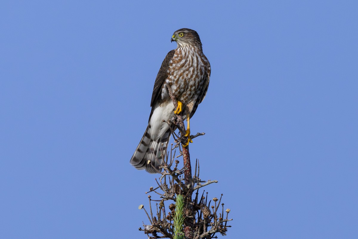 Sharp-shinned Hawk - ML645847602