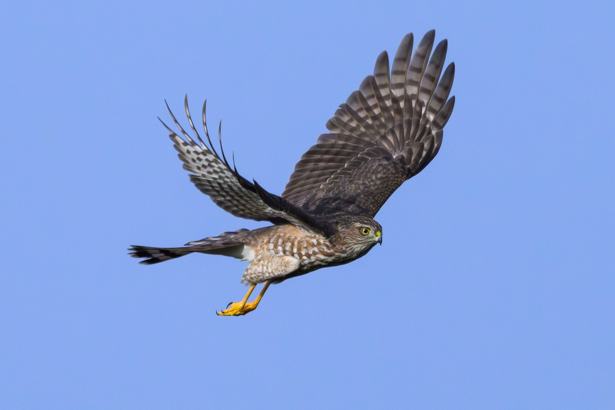 Sharp-shinned Hawk - ML645847603