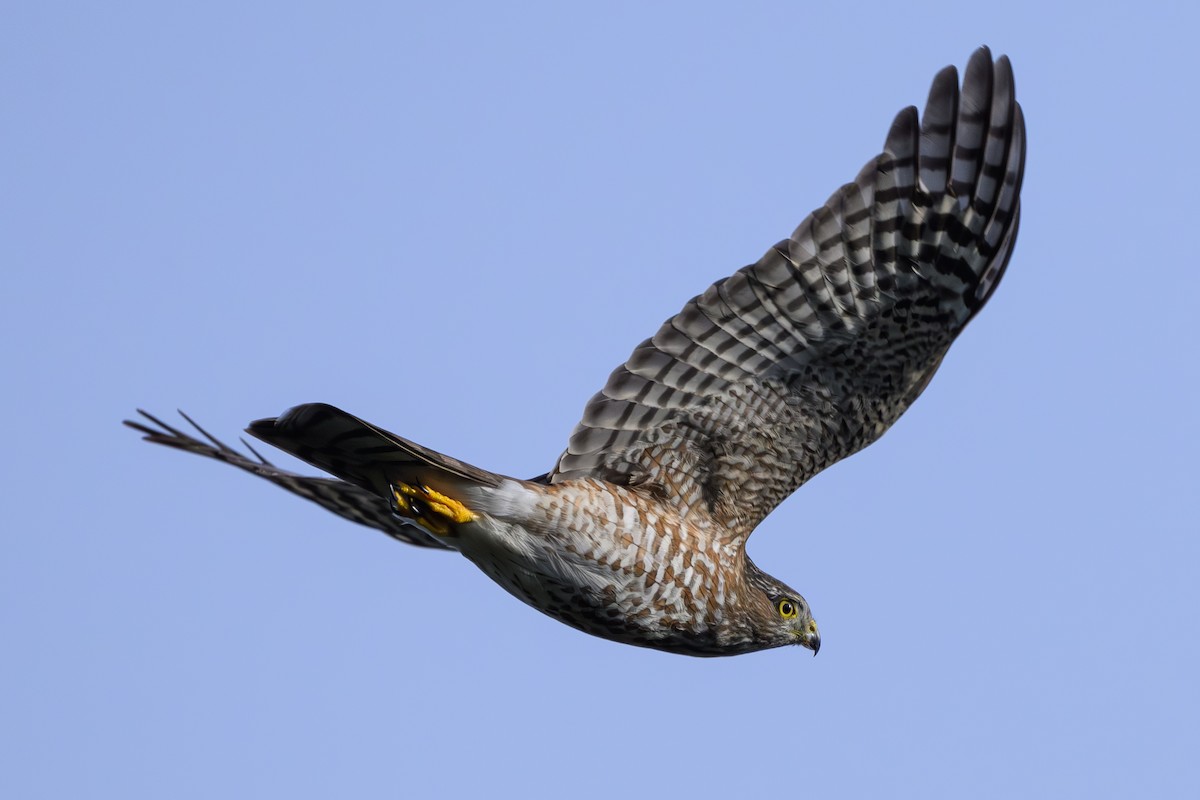 Sharp-shinned Hawk - ML645847604