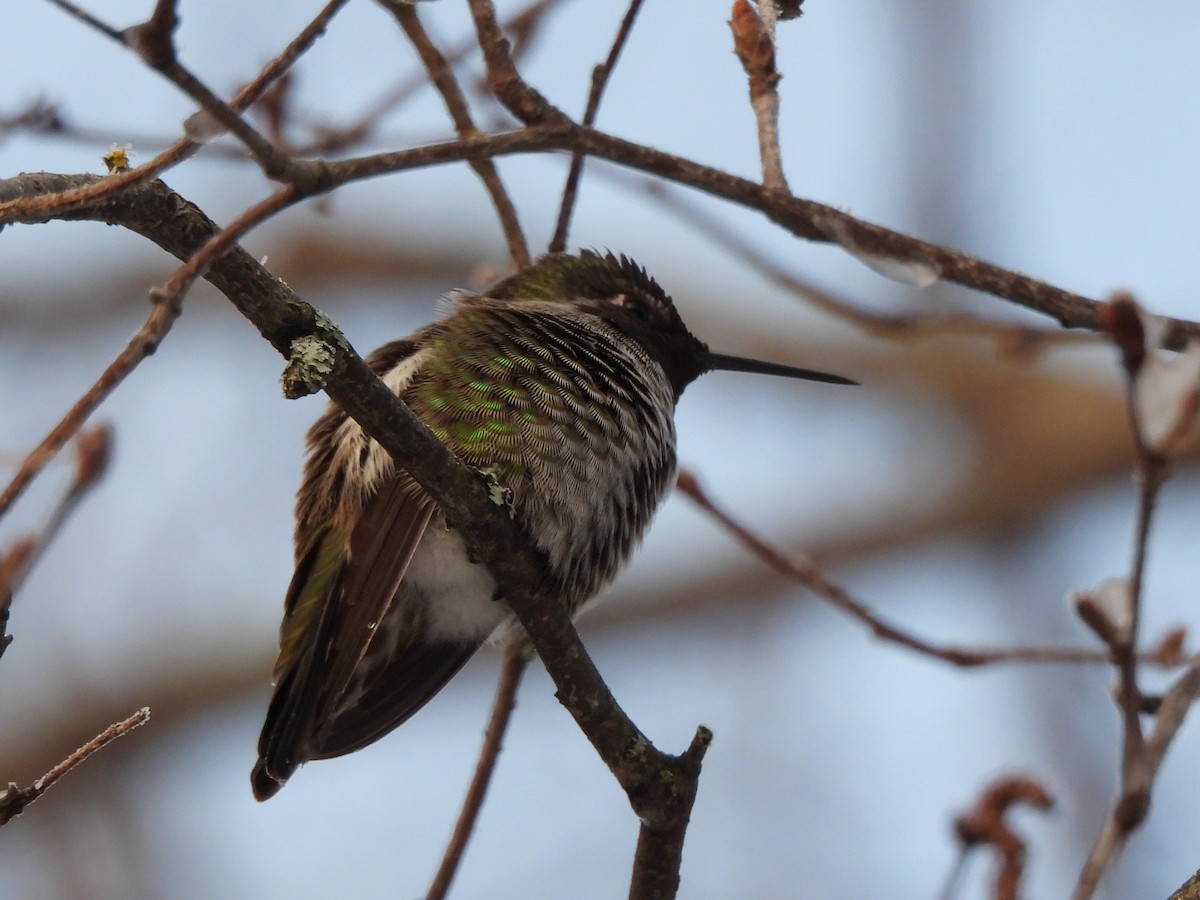 Anna's Hummingbird - ML645847606