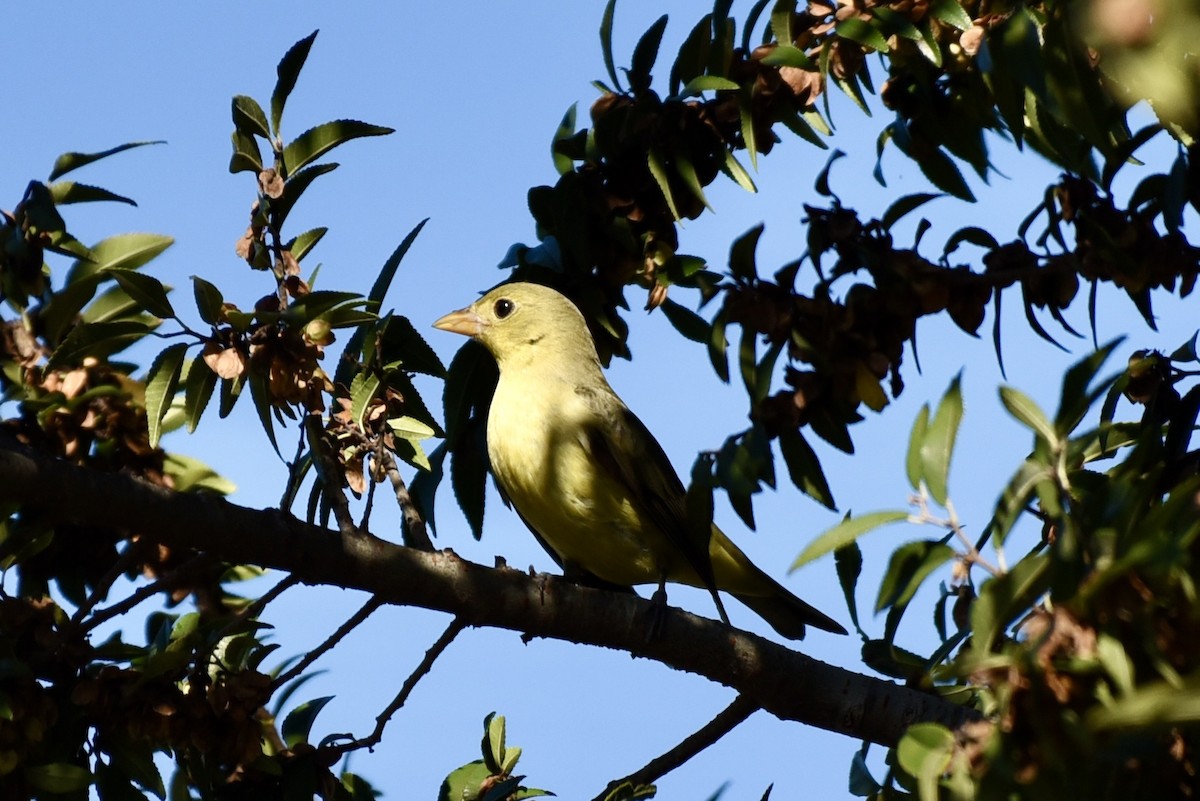 Scarlet Tanager - ML645847608