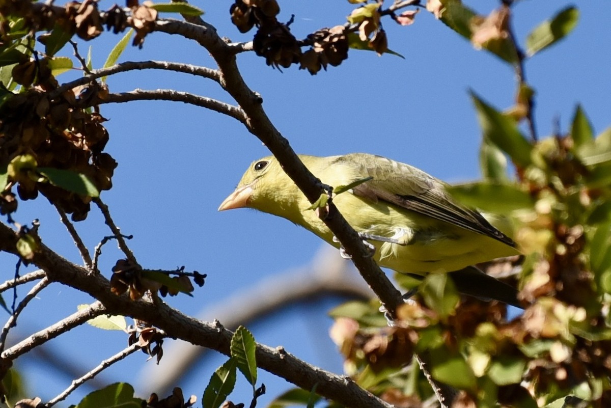 Scarlet Tanager - ML645847609