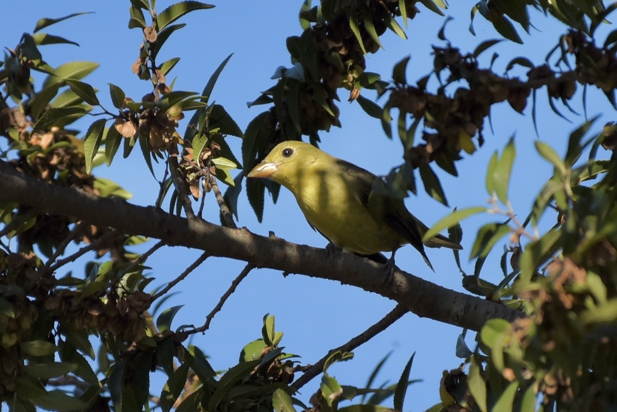 Scarlet Tanager - ML645847610