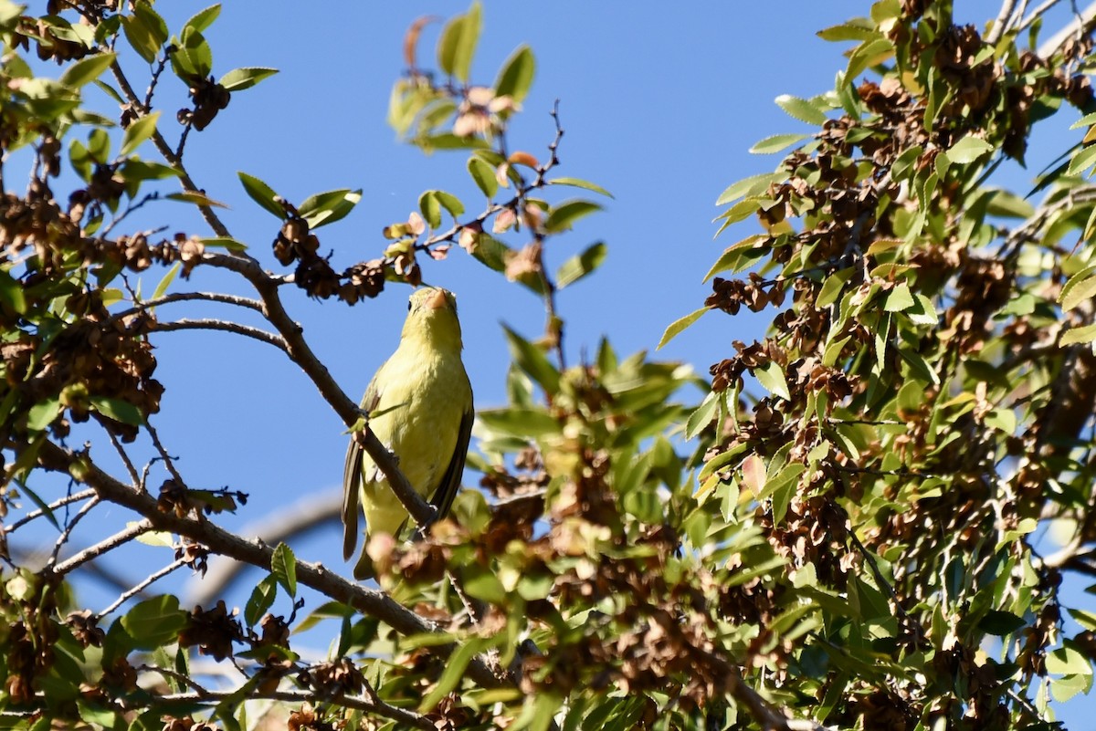 Scarlet Tanager - ML645847611