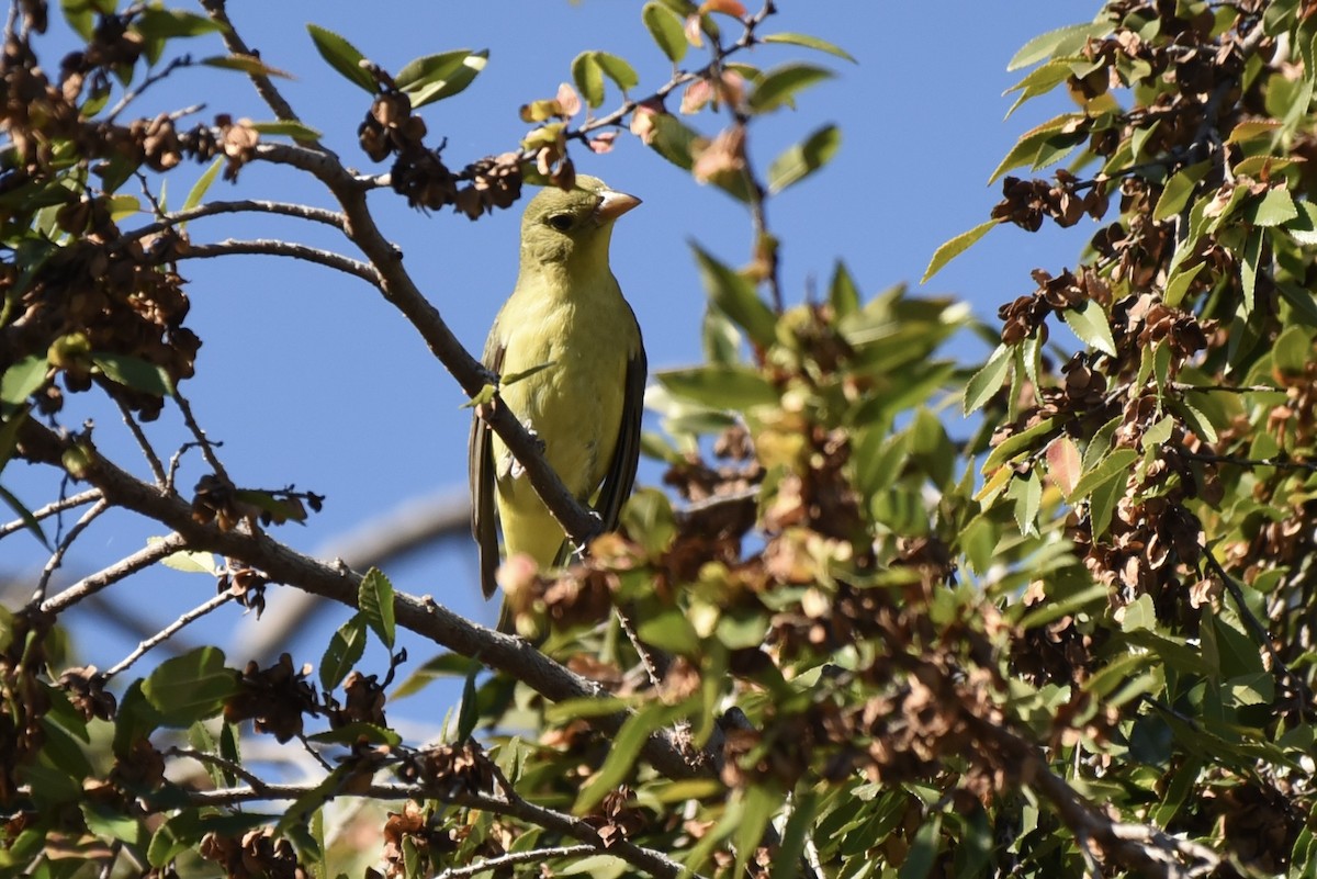 Scarlet Tanager - ML645847612