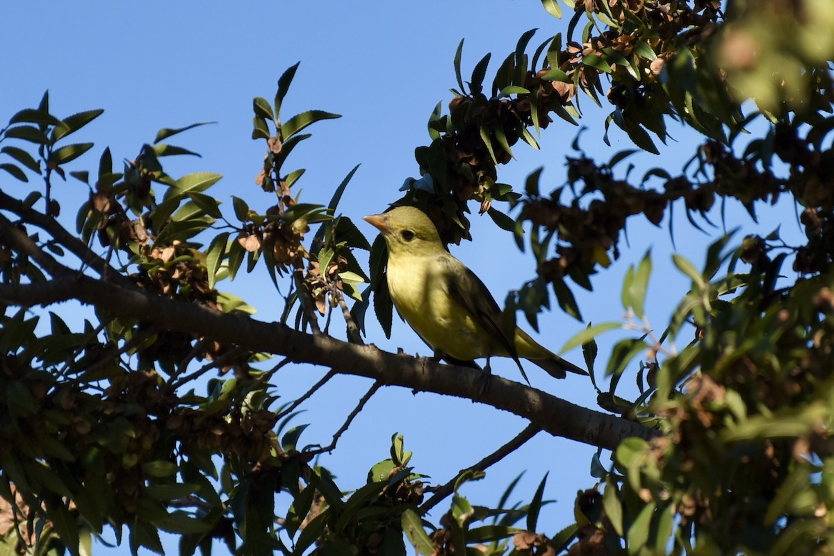 Scarlet Tanager - ML645847613