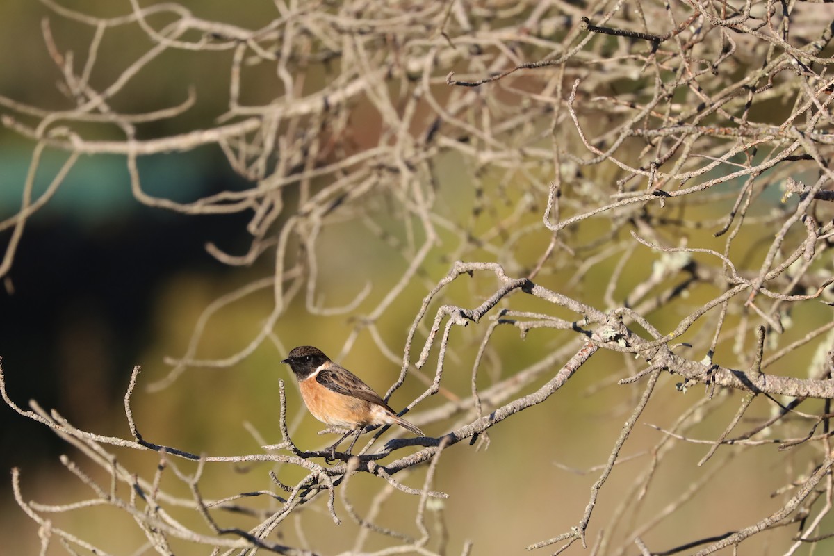 European Stonechat - ML645847618