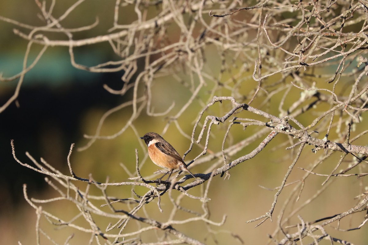 European Stonechat - ML645847619