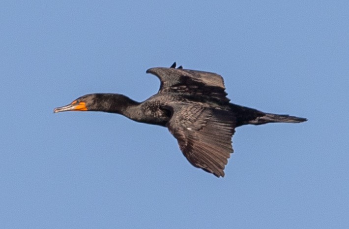 Cormoran à aigrettes - ML645847620