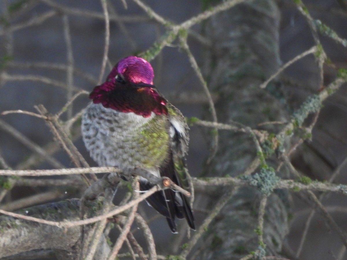 Anna's Hummingbird - ML645847622