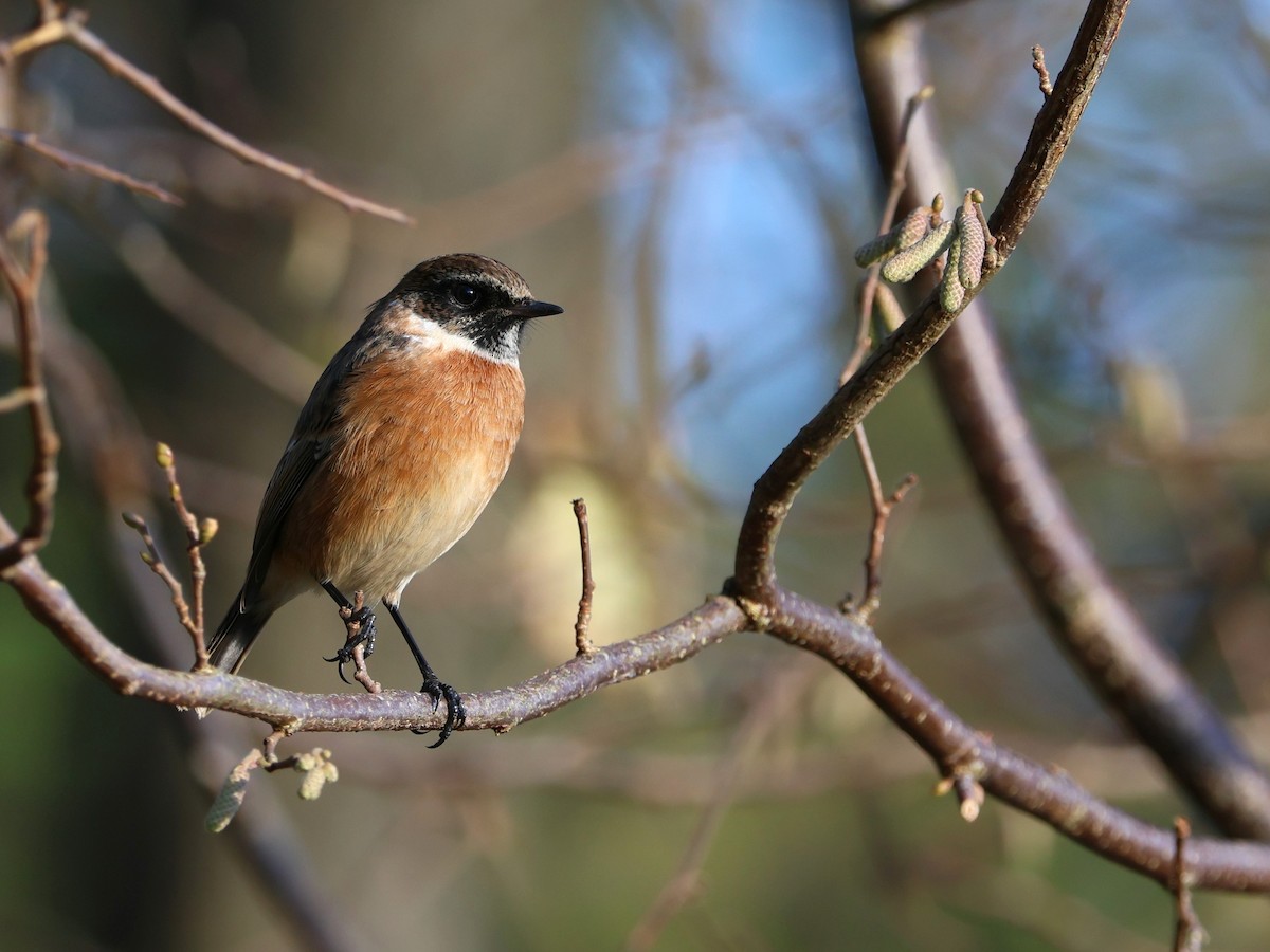 European Stonechat - ML645847626