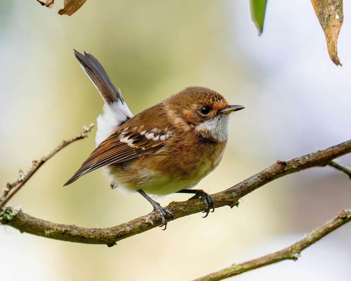 ハワイヒタキ - ML645847635