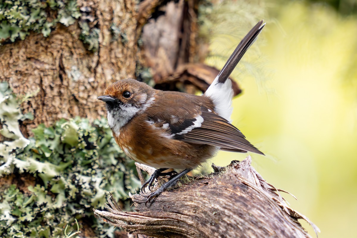 ハワイヒタキ - ML645847636