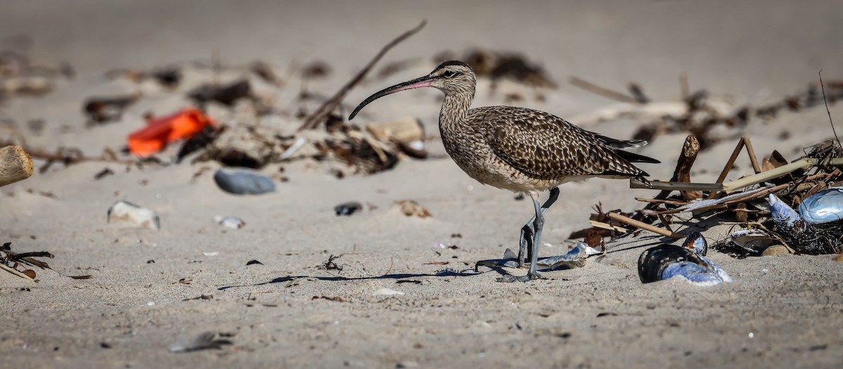 美洲中杓鷸 - ML645847638