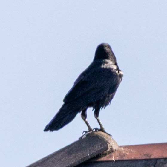 Common Raven - ML645847642