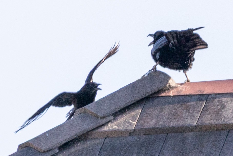 Common Raven - ML645847644