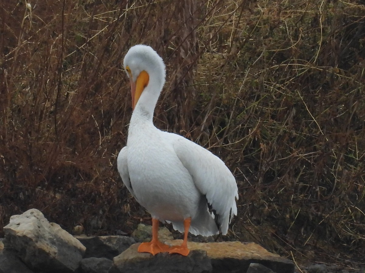 American White Pelican - ML645847645