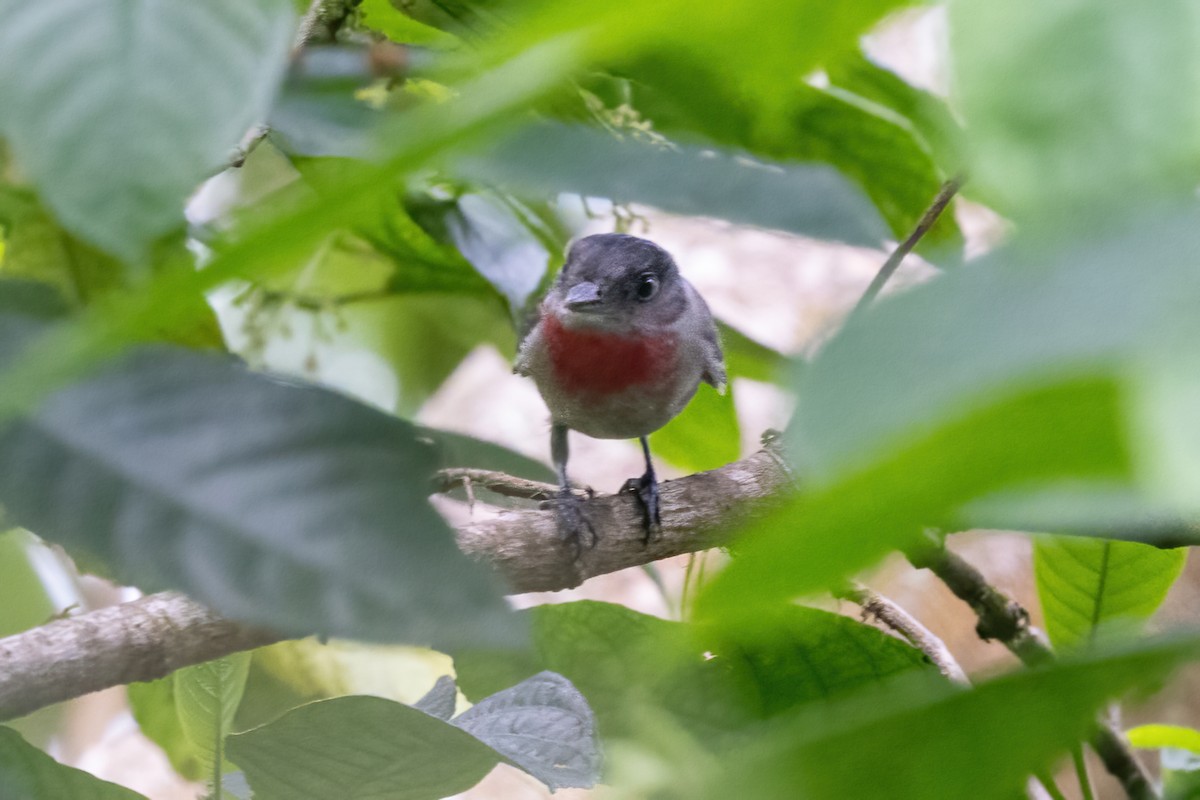 Rose-throated Becard - ML645847646