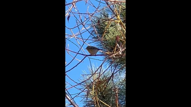 Пісняр північний - ML645847647