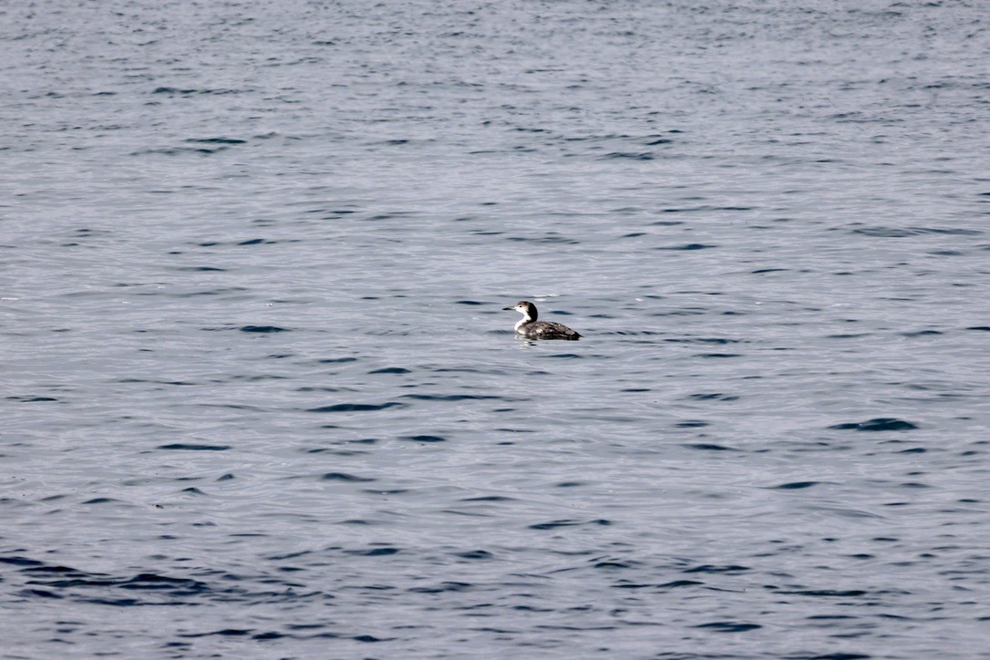 Common Loon - ML645847649