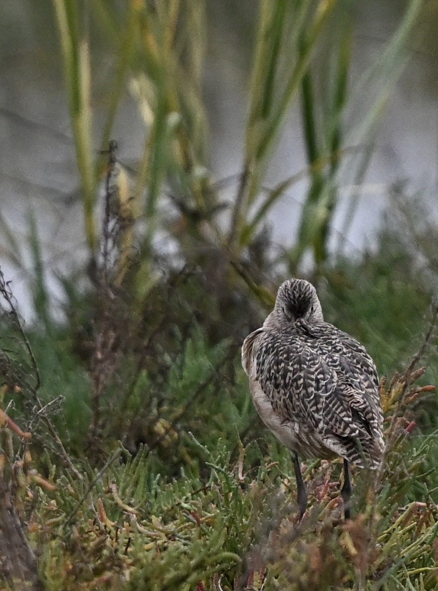 Marbled Godwit - ML645847650