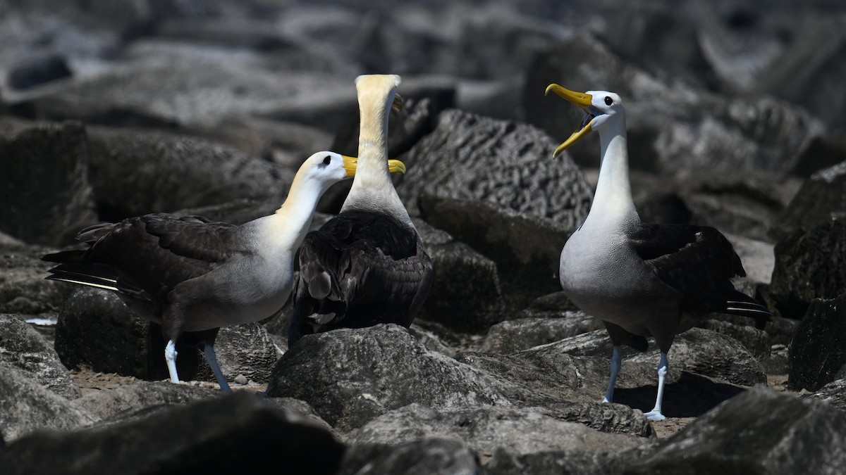 Waved Albatross - ML645847652