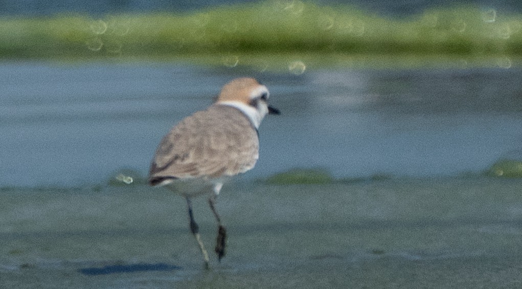 東方環頸鴴 - ML645847653