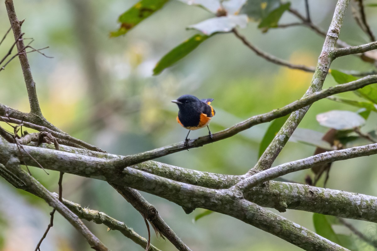 American Redstart - ML645847654