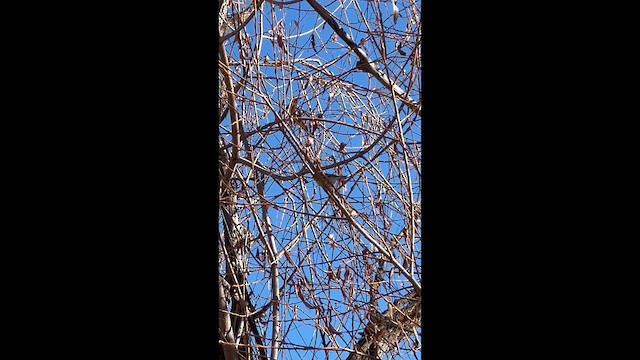 Пісняр північний - ML645847656